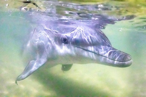Tangalooma Island Resort Whale Watching Day Cruise With Dolphin Feeding - Kawana Tourism 0