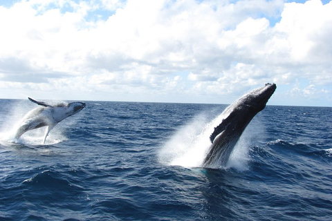 Tangalooma Island Resort Whale Watching Day Cruise With Dolphin Feeding - Kawana Tourism 1