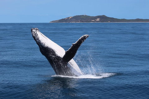 Tangalooma Island Resort Whale Watching Day Cruise With Dolphin Feeding - Kawana Tourism 3