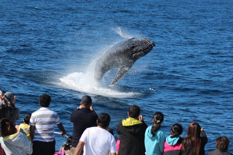 Tangalooma Island Resort Whale Watching Day Cruise With Dolphin Feeding - Kawana Tourism 5