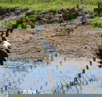 Darwin to Kakadu Day Trip by Air Including Yellow Water Cruise - Kawana Tourism
