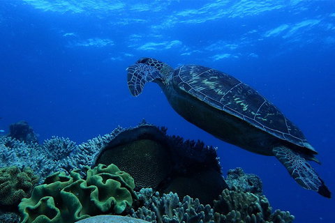 3 Day Whitsundays Sailing And Diving Adventure: Kiana - Kawana Tourism 2