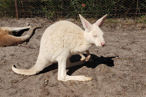 Very Best Of Perth Tour - Wildlife Park & City Highlights Tour - Kawana Tourism 3