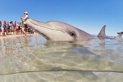 7-Day Exmouth Explorer Via Pinnacles Monkey Mia Ningaloo Reef Returning To Perth - Kawana Tourism 1