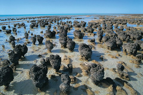 7-Day Exmouth Explorer Via Pinnacles Monkey Mia Ningaloo Reef Returning To Perth - Kawana Tourism 3