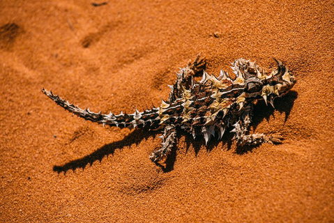 4-Day Coastal Loop Via Monkey Mia Wild Dolphins Kalbarri Pinnacles Perth Return - Kawana Tourism 5