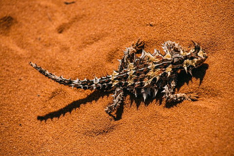 Pinnacles Sunset Dinner And Stargazing Experience A Small Group Tour - Kawana Tourism 5