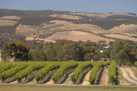 McLaren Vale And Glenelg Wine Tasting And Sightseeing (Half-day Afternoon) - Kawana Tourism 2
