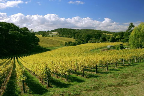 McLaren Vale And Glenelg Wine Tasting And Sightseeing (Half-day Afternoon) - Kawana Tourism 4