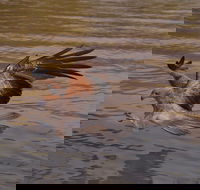 Litchfield and Jumping Crocodiles Full Day Trip from Darwin - Kawana Tourism