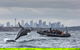 Sydney Whale-Watching By Speed Boat - thumb 0