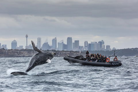 Sydney Whale-Watching By Speed Boat - Kawana Tourism 0