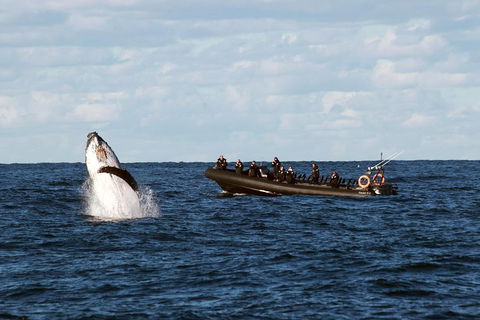 Sydney Whale-Watching By Speed Boat - Kawana Tourism 1