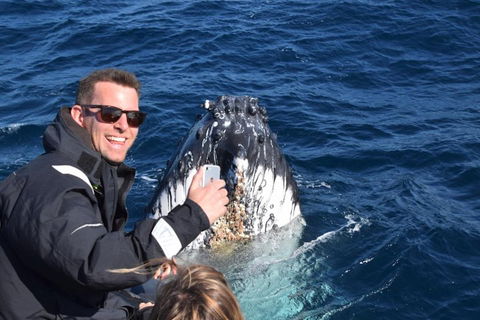 Sydney Whale-Watching By Speed Boat - Kawana Tourism 2
