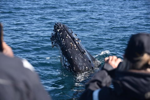 Sydney Whale-Watching By Speed Boat - Kawana Tourism 3