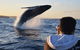 Sydney Whale-Watching By Speed Boat - thumb 4