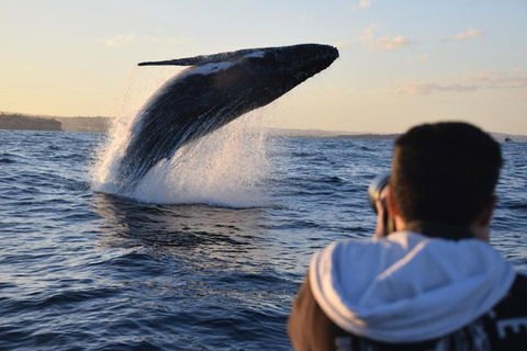 Sydney Whale-Watching By Speed Boat - Kawana Tourism 4