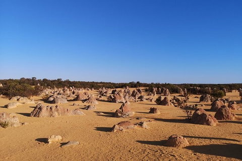 Pinnacles Day Trip From Perth Including Yanchep National Park - Kawana Tourism 3