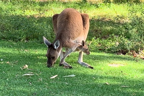 Pinnacles Day Trip From Perth Including Yanchep National Park - Kawana Tourism 4