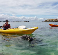Seal Island and Penguin Island or Point Peron Sea Kayak Tour - Kawana Tourism