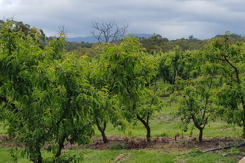 Yarra Valley Wineries And Rayners Orchard Tour From Melbourne - Kawana Tourism 2