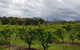 Yarra Valley Wineries And Rayners Orchard Tour From Melbourne - thumb 4