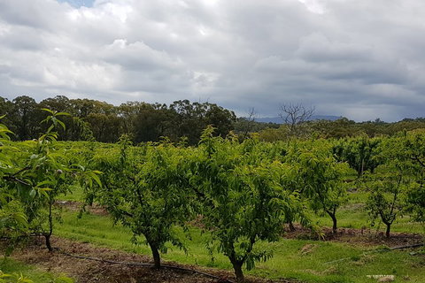 Yarra Valley Wineries And Rayners Orchard Tour From Melbourne - Kawana Tourism 4