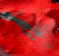 Small-Group Kangaroo Island 4WD Night Tour - Kawana Tourism