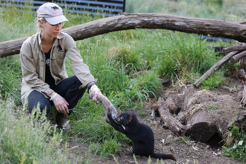 After Dark Tasmanian Devil Feeding Tour At Cradle Mountain - Kawana Tourism 1