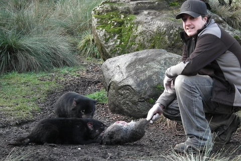 After Dark Tasmanian Devil Feeding Tour At Cradle Mountain - Kawana Tourism 2