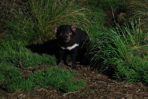 After Dark Tasmanian Devil Feeding Tour At Cradle Mountain - Kawana Tourism 4