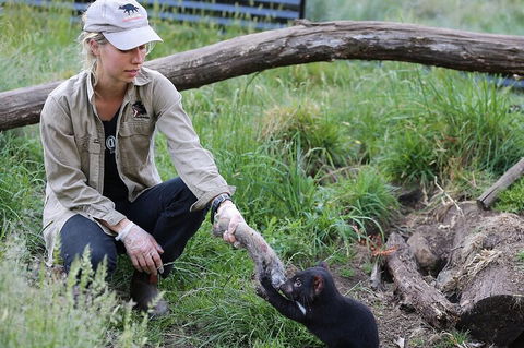 1-Hour Tasmanian Devil Feeding Day Tour At Cradle Mountain - Kawana Tourism 2