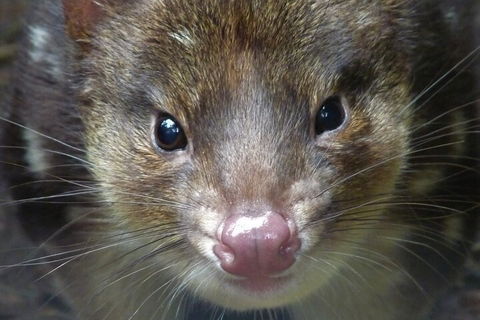 1-Hour Tasmanian Devil Feeding Day Tour At Cradle Mountain - Kawana Tourism 3
