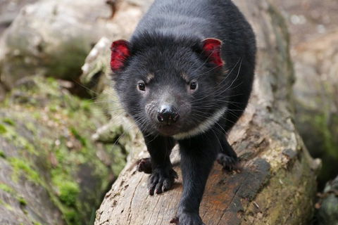 1-Hour Tasmanian Devil Feeding Day Tour At Cradle Mountain - Kawana Tourism 4