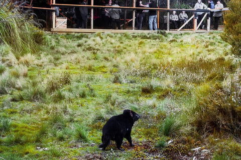 1-Hour Tasmanian Devil Feeding Day Tour At Cradle Mountain - Kawana Tourism 5