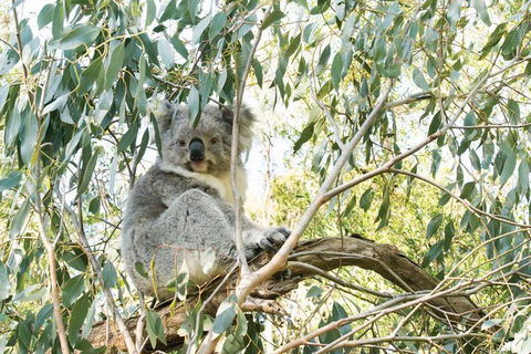 Ultimate Reverse Direction - 12 Apostles, Great Ocean Road - Small Group Tour - Kawana Tourism 5