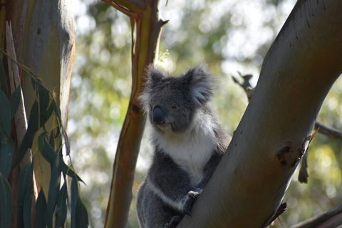 Healesville Sanctuary And Phillip Island Wildlife Bus Tour - Kawana Tourism 0