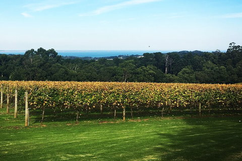 Yarra Valley Wine Tour Inc Lunch With A Glass Of Wine, Tastings And Chocolate - Kawana Tourism 2
