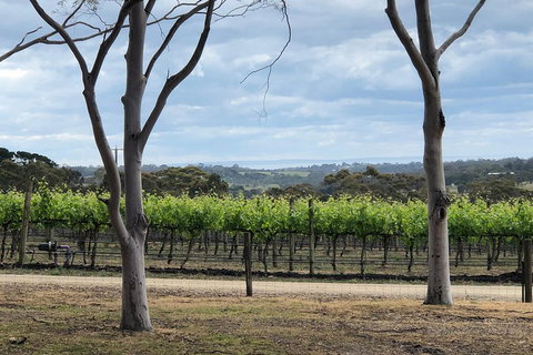 Yarra Valley Wine Tour Inc Lunch With A Glass Of Wine, Tastings And Chocolate - Kawana Tourism 3