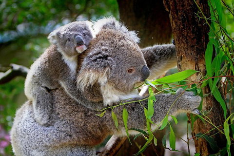Private Two Day Great Ocean Road Tour - Kawana Tourism 2