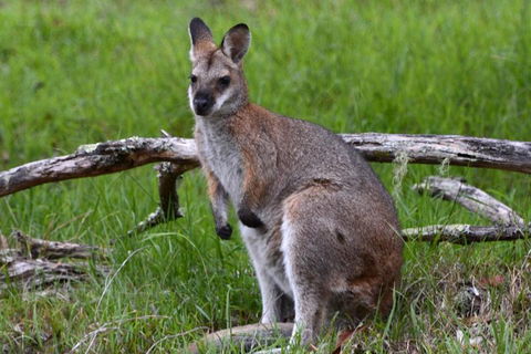 Ultimate Blue Mountains And Wildlife Tour - Kawana Tourism 0