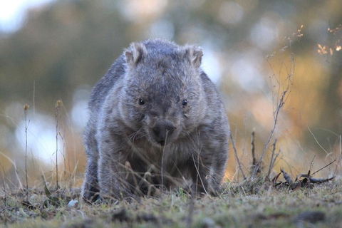 Ultimate Blue Mountains And Wildlife Tour - Kawana Tourism 3