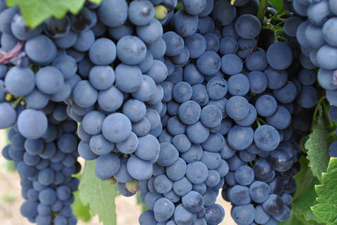 Barossa Valley Cellar Doors Luxury Wine Tour - Kawana Tourism 4