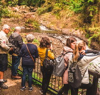 Full-day Springbrook National Park Tour from the Gold Coast - Kawana Tourism