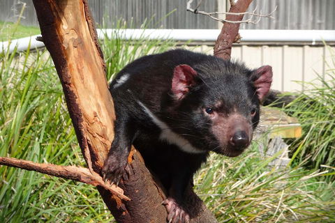 Tasmania 4 Day East Coast + Launceston - Kawana Tourism 2