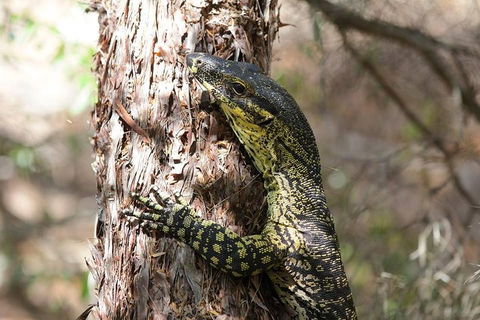 Byron Bay Combo: Minyon Falls And Hinterland Day Trip And Learn To Surf At Byron Bay - Kawana Tourism 0