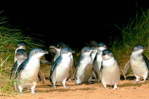 Phillip Island Penguins Private Tour - Kawana Tourism 0