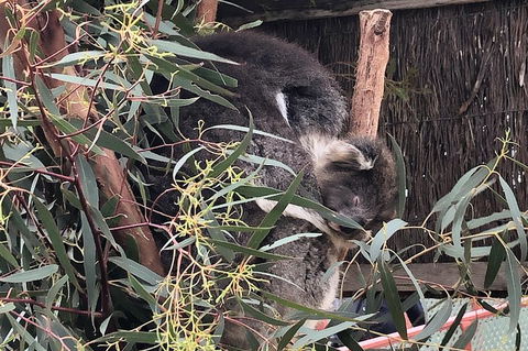 Phillip Island Penguins Private Tour - Kawana Tourism 2