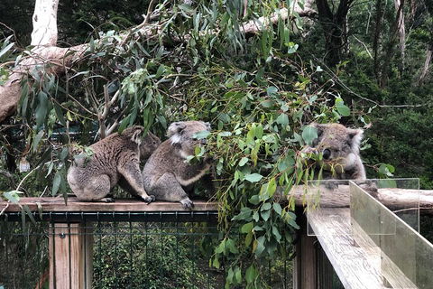 Phillip Island Penguins Private Tour - Kawana Tourism 3