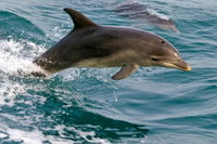 1.5HR Mudjimba Island Wildlife Safari, Noosa